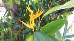 Heliconia psittacorum