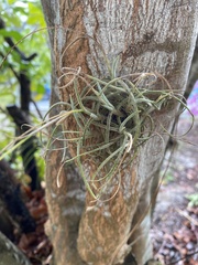 Tillandsia recurvata