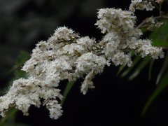 Sorbaria tomentosa