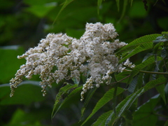 Sorbaria tomentosa