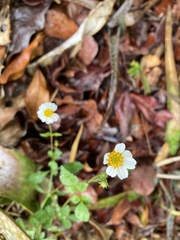 Bidens alba