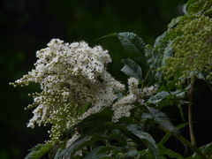 Sorbaria tomentosa