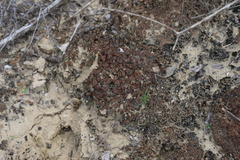 Clavascidium lacinulatum