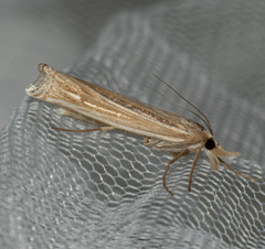 Ancylolomia