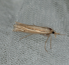 Ancylolomia