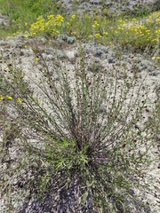 Scrophularia cretacea