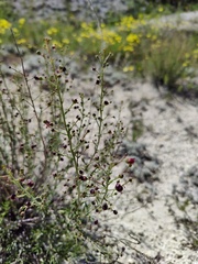 Scrophularia cretacea