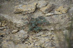 Euphorbia cinerascens