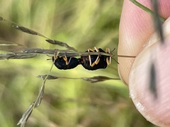 Bolbocoris rufus