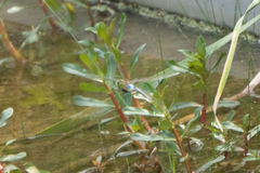 Anax guttatus