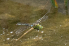 Anax guttatus