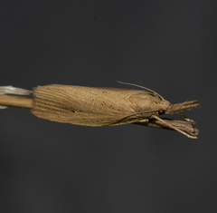 Chilo phragmitella