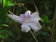Bignonia callistegioides