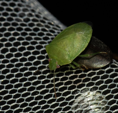 Acrosternum millierei