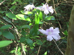 Bignonia callistegioides