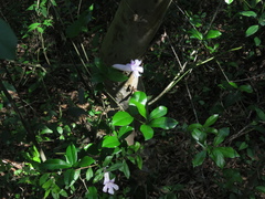 Bignonia callistegioides