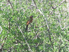 Cyanoloxia brissonii