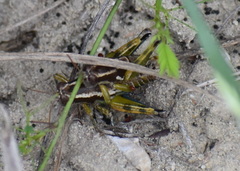 Paraidemona