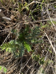 Acaena pinnatifida