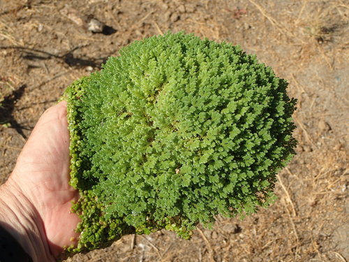 Azolla japonica iNat (3)