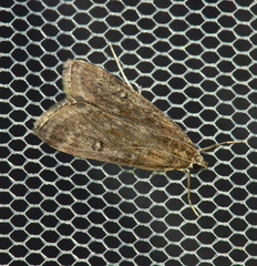 Parapoynx stratiotata