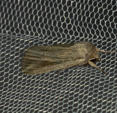 Mythimna riparia