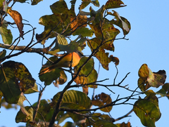 Pericrocotus cinnamomeus