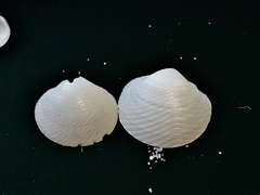 Divalinga quadrisulcata