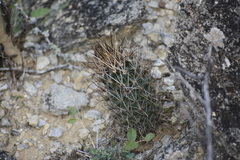 Ancistrocactus scheeri
