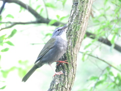 Myiothlypis leucoblephara