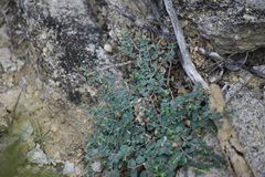 Euphorbia cinerascens
