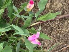 Oxalis obliquifolia