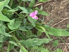Oxalis obliquifolia