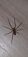 Acanthoctenus