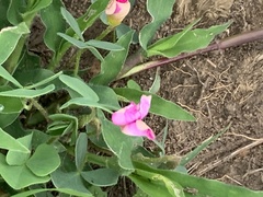 Oxalis obliquifolia