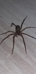 Acanthoctenus