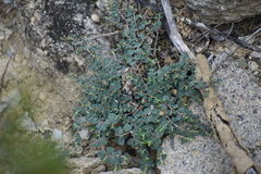 Euphorbia cinerascens