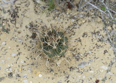 Ancistrocactus scheeri