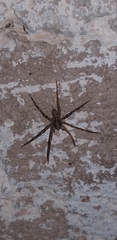 Acanthoctenus