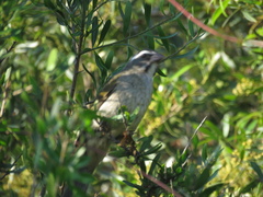 Saltator similis