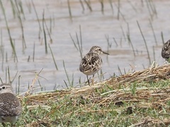 Calidris subminuta