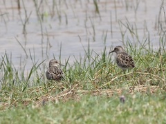 Calidris subminuta