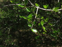 Celtis tala