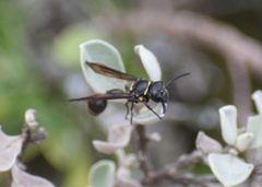 Zethus miscogaster