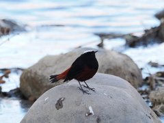 Phoenicurus leucocephalus