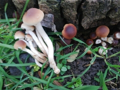 Cyclocybe cylindracea