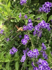 Macroglossum trochilus