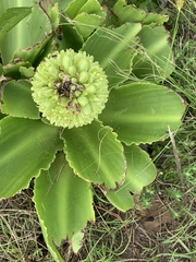 Eucomis