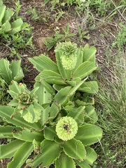 Eucomis