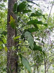 Epipremnum amplissimum